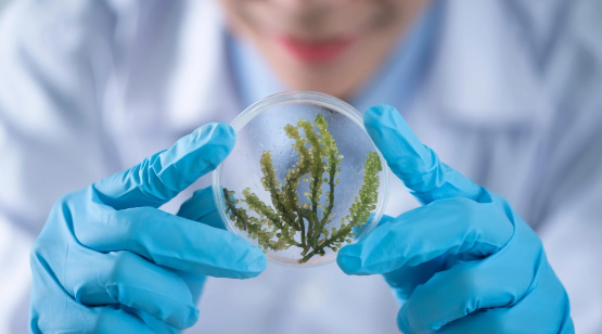 Scientist wearing blue gloves holding a petri dish with green algae, with a blurred lab coat and face in the background, used in a quiz created with Opinion Stage.
